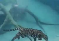 Jaguaari uiskentelemassa