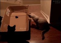 Kissojen jekuttamista laserilla