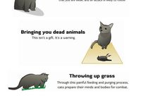 kissasi suunnittelee tappavasi sinut