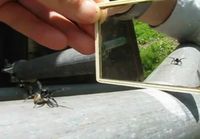 Hämähäkki vs. peilikuva