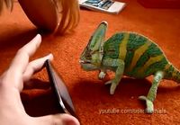 Chameleon vs. iPhone