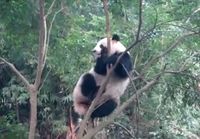 Panda sekoilee