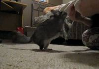 Chinchilla osaa temppuja