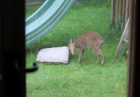 Bambi ja kengurupallo
