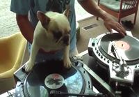 DJ:n koira