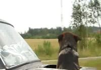 Venäläinen koirankuljetus