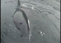 Miekkavalaan poikanen yrittää kommunikoida perämoottorin kanssa