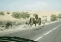 Hevonen vs. auto