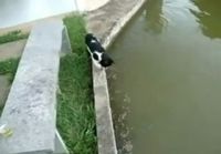 Kissa kalastaa päivällisen itselleen