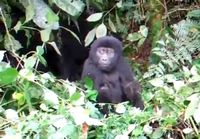 Gorillanpoikanen harjoittelee rinnan rummuttamista