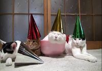 Cats afterparty
