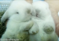 Bunny kisses