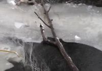 Labradorinnoutaja pelastetaan jäisestä joesta