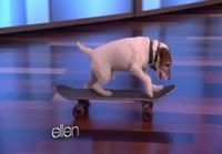 Taitava koira Ellen showssa