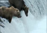 Karhut kalastamassa
