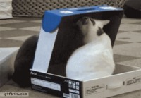 Kissat ja laatikko
