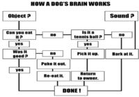 How a dog´s brain works