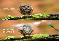 Owlet - moist owlet