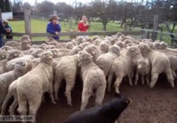 Paimenkoira ja lampaat