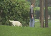 Pyöräilemässä koiran kanssa