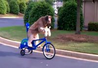 Koira pyöräilee