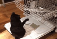 Kissa ja tiskikone