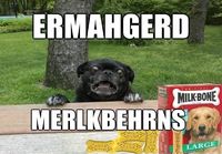 EHMAGERD MERLKBEHRNS!