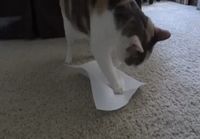 Kissa ja paperit