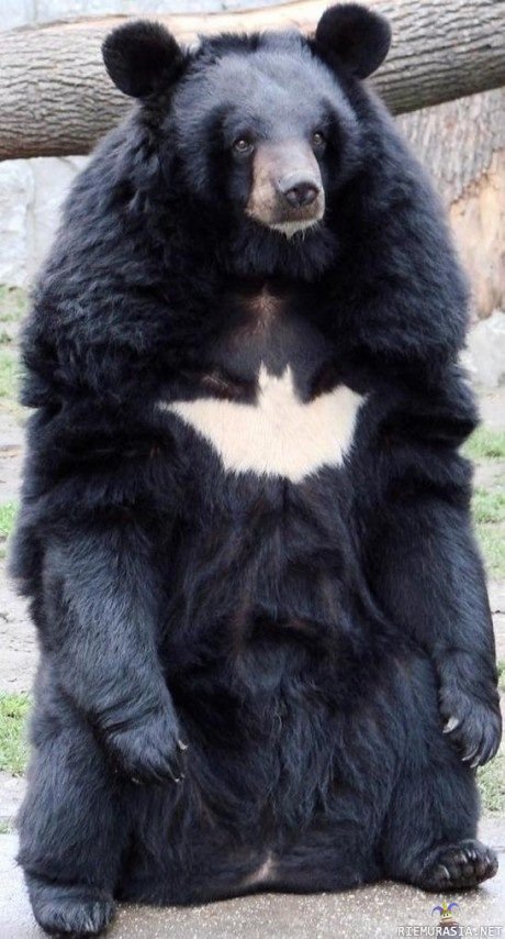 Batbear!