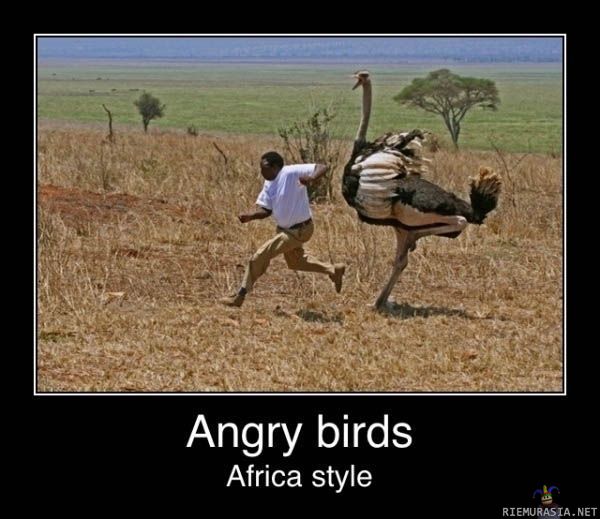Angry Birds - Africa style