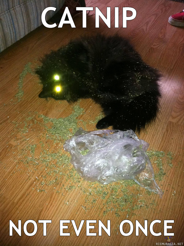 Catnip - not even once