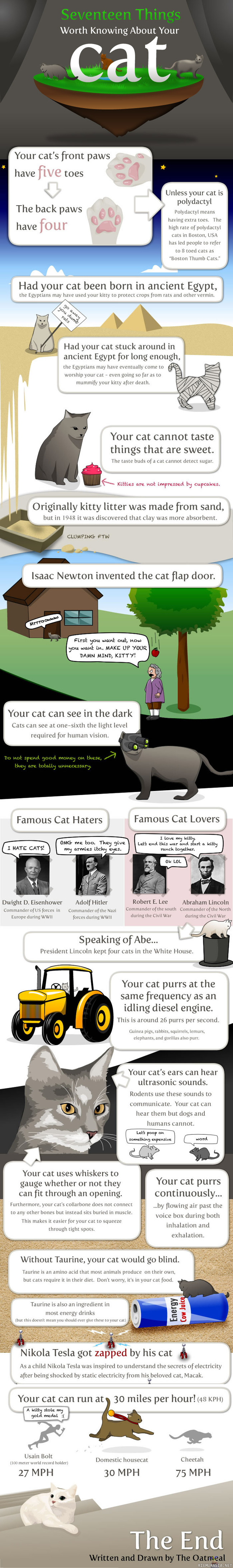 Seventeen things worth knowing about your cat
