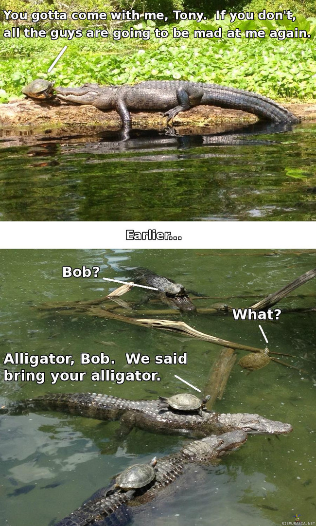 Kilpikonna ja alligaattori 2