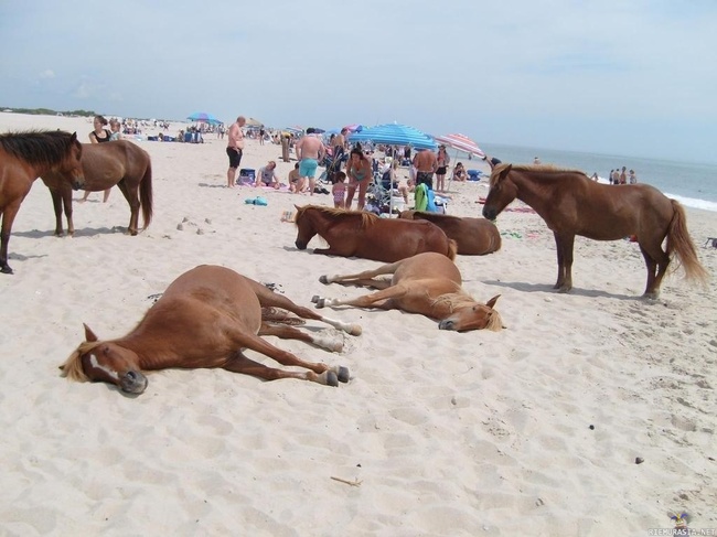 Merihevosia - Hevoset hengailemassa rannalla Assateague Islandilla, Yhdysvalloissa.