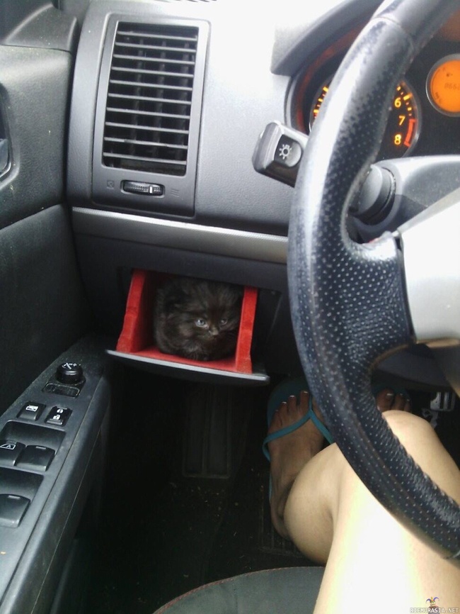 Auton tärkeä lisävaruste - kissalokero