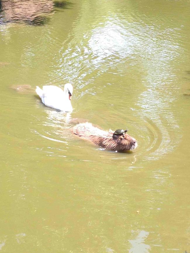 Normipäivä järvellä - Vesisika uimassa kilpikonna pään päällä, mukana on myös joutsen hengailemassa