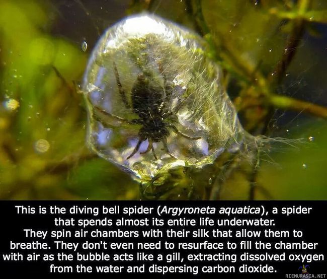 Sukeltava hämähäkki - Vedenalaista liekinheitintä odotellessa