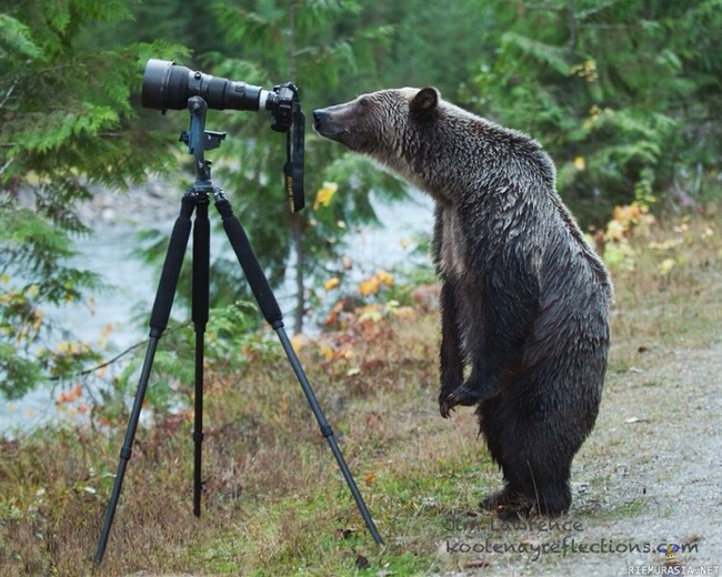 Karhu ja kamera - Karhu tiirailee ovatko kameran asetukset kunnossa