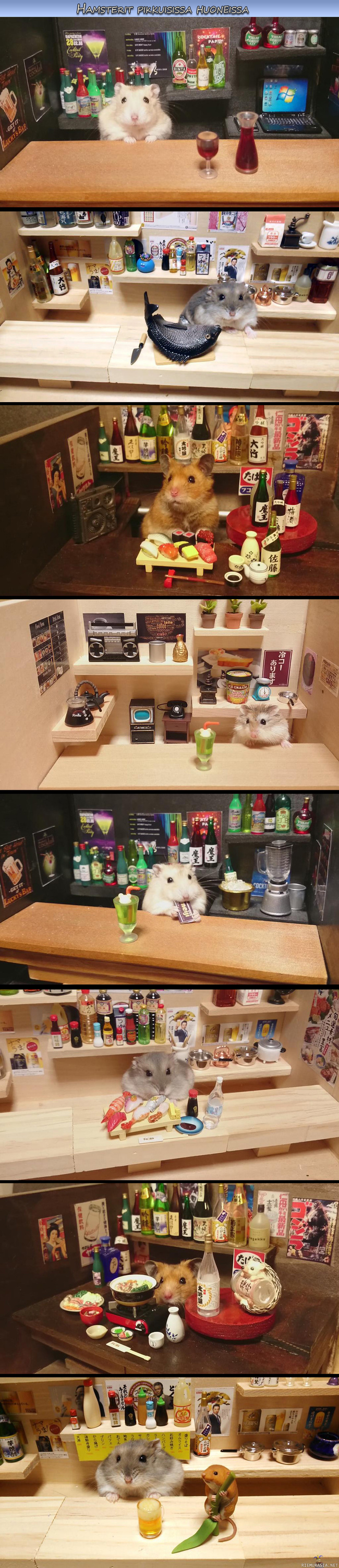 Hamsterit pikkuisissa huoneissa - Hamsterit poseeraamassa hienoissa puitteissa