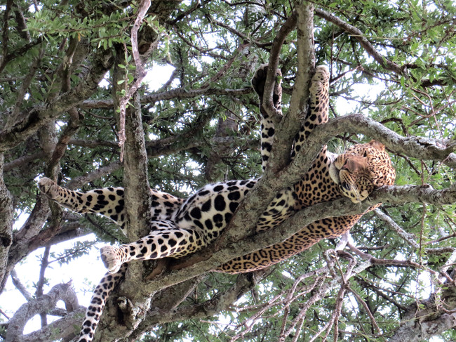 Leopardi köllöttelee - Leopardi voi paksusti