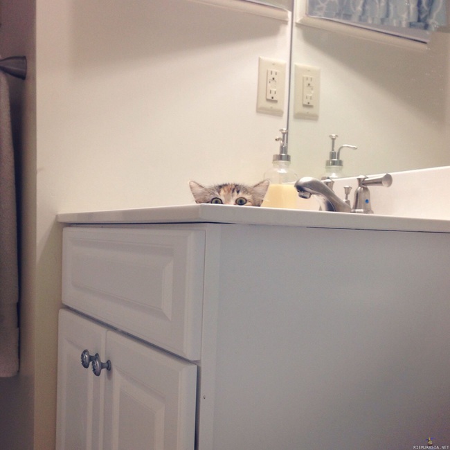 ..soon - kissa vaanii kylpyhuoneessa