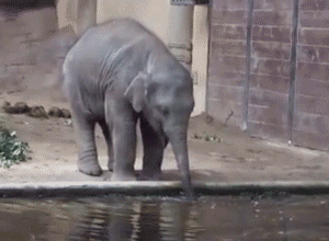 Pikku norsun vesileikit - Kauhean onnelliselta näyttää kun pääsee vähän pöräyttelemään veteen eikä vanhemmat ole heti kieltämässä :P