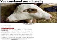 Two-faced cow