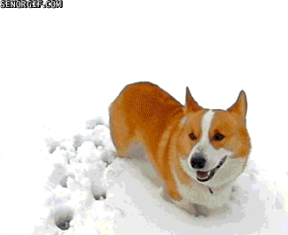 Koira nappaa - lunta