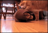 Surprise Buttsecks Kitties