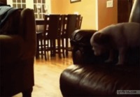 Puppy couch jump fail