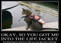 Kissa pelastusliivit päällä