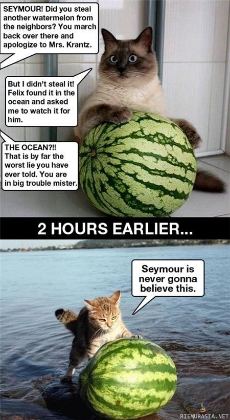 kissa ja vesimelonit