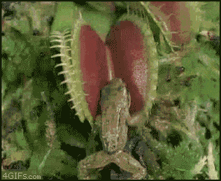 Lihansyöjäkasvi - Kukkanen syö sammakon :)