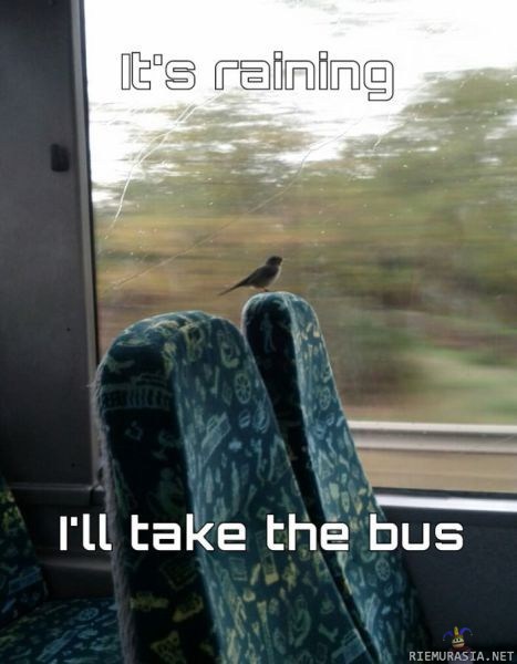 Lintu bussissa
